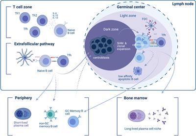 Short- and Long-Lived Autoantibody-Secreting Cells in Autoimmune Neurological Disorders